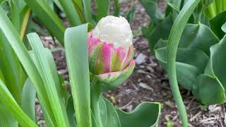 A Look at Ice Cream Tulips, and a little tulip tour around my garden.  Tulips