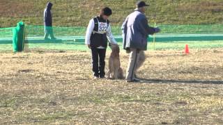 2013.12.22 ST連合会東日本訓練競技会　オビディエンスⅢ　科目３～１０