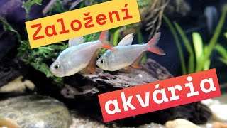 Jak založit akvárium, jednoduchý aquascape pro začátečníky