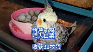 芦丁鸡：阳台上养的芦丁鸡每天都交房租给它们喂白菜，今天收获31枚芦丁蛋