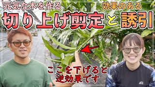 元気の出る「切り方」と効果のある「誘引」方法について！切り上げ剪定徹底解説！