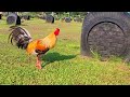 pumkin yellow legged hatch by dini cuenca breeding chicken farming