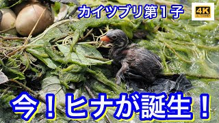 劇的瞬間・今朝カイツブリのヒナが誕生！おめでとう！