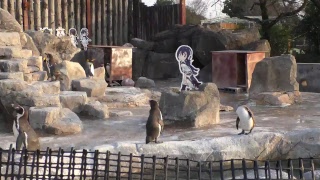 ペンギン舎　定点配信（途中パッタイ散歩）　2019/03/01　　東武動物公園