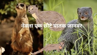 नेवला एक छोटे घातक जानवर|@pickfactthelifemotivation |#viral #longvideo #mongoose #mongoosevssnake