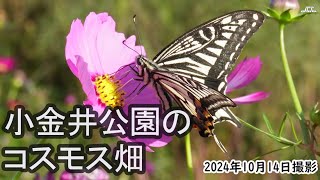 【4K】小金井公園のコスモス畑・つつじ山広場（2024年10月14日）