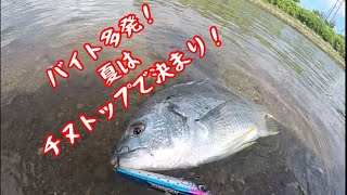 バイト多発！夏のチヌトップ！