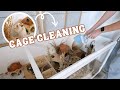 Cleaning ALL my Hamster cages! 🧼