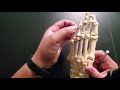 A&P1 Bones of the Foot & Ankle