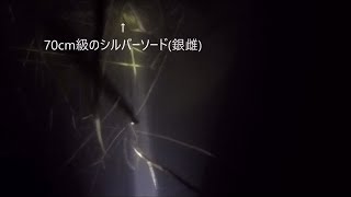 三重県で素潜り2018年11月3-4日ダイジェスト