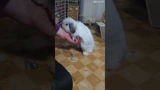 Daily cleaning of the rabbit house to fight against the cuteness of the rabbit 【#Shorts】