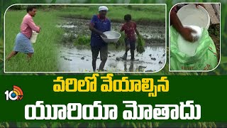 వరిలో వేయాల్సిన యూరియా మోతాదు | Urea Fertilizer in Paddy Crop | Matti Manishi | 10TV News