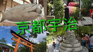 【YakoMeow】跟着学校暴走宇治一日游vlog|黄檗万福寺|三室户寺|宇治上神社|平等院