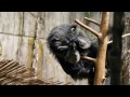 ビントロングのケチャップさんぺろぺろ のいち動物公園