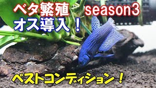 ベタ繁殖水槽にオス導入！機材変更・追加！新ﾜｲﾙﾄﾞﾊｲﾌﾞﾘｯﾄﾞﾍﾞﾀ【season3#8】