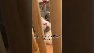 隙間からカメラ目線の猫が可愛い😍#shorts# #カメラ目線 #猫動画 #可愛い猫 #癒し #かわいい猫 #ブリティッシュショートヘア #子猫 #ガン見