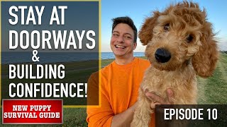 NEW PUPPY SURVIVAL GUIDE: STAY in EXCITING SITUATIONS & Fear Prevention! (EP 10)