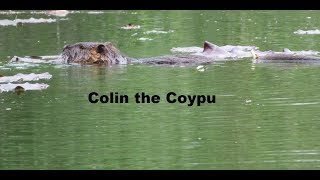 Colin The Coypu