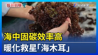 海中固碳效率高 暖化救星「海木耳」【發現科學】