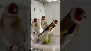 Major Goldfinches #cardueliscarduelis