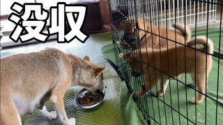 【柴犬】子犬達がご飯を食べないので目の前で母犬に与えてみました。生後51日目