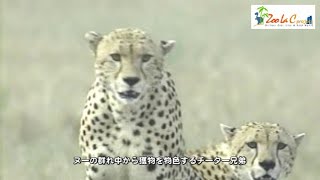 狩りの下手な兄弟チーター　これからどうなるのか？　Wild Animals in Africa /  What are cheetah brothers going to do now.