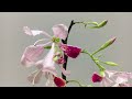 pink butterfly i alibangbang bauhinia monandra