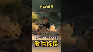 苦命的母獅 #獅子 #動物世界