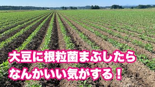 根粒菌まぶした大豆がいつもよりいい感じ！【2022年7月6日】