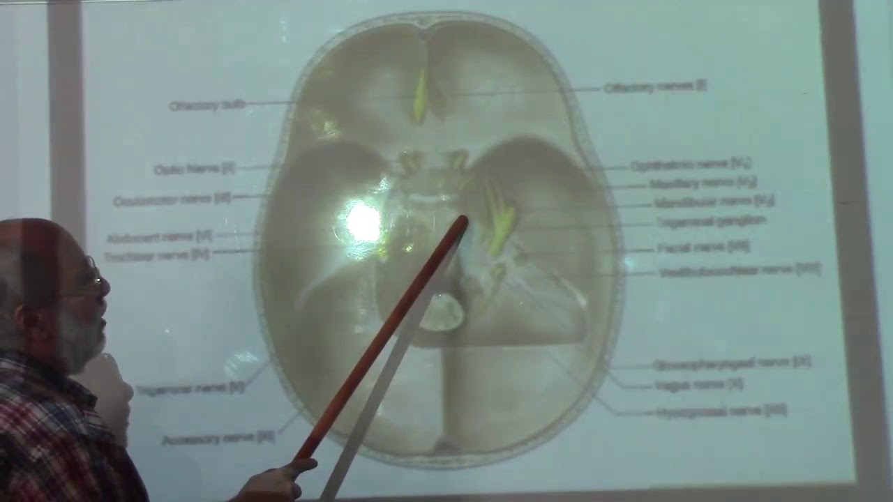 Neuroanatomy 101 ( Dural Folds & Dural Venous Sinuses , Part 2 ) , By ...