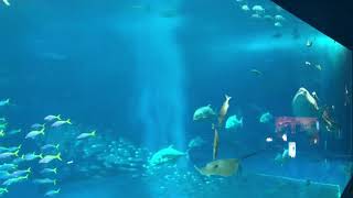 美ら海水族館 ジンベエザメ大水槽 餌やり後