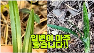 #한국자생춘란# 오랜만에  에이스 입변입니다.