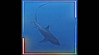 Thresher shark edit - Fly Away