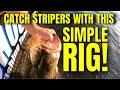 How to Catch Striped Bass Drifting with Live Bait! Striper Fishing Rig is CRAZY-SIMPLE!