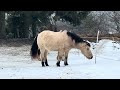 19. Kiakur & Tor playing #VillaMirza #horses #islandichorses