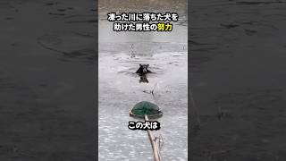 凍った川に落ちた犬を助けた男性の努力