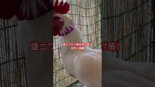 ニワトリ鳴き声対策 #伊計島 #鳥のいる暮らし #自給自足 #農業女子 #にわとり #沖縄暮らし #diy #ニワトリ #shorts