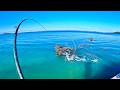 INSANE Coastal SIGHT FISHING