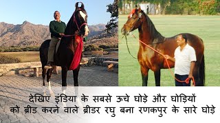 देखिए इंडिया के सबसे ऊचे घोड़े और घोड़ियों को ब्रीड करने वाले ब्रीडर रघु बना रणकपुर के सारे घोड़े