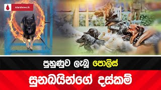 පොලිස් නිල සුනඛයින් පුහුණුවෙන් පසු විසිර යැම(විශේෂ දස්කම්)- Police Dog Show 2019 I Island news