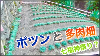 【多肉植物】山奥にポツンとある\