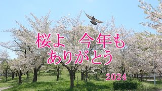 2024 桜よ　今年もありがとう