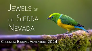 Birding in Colombia: Jewels of the Sierra Nevada | Birds of Colombia | EP 1/4