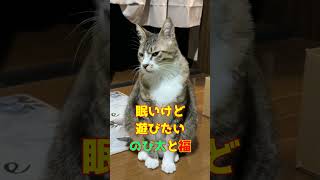 眠いけど遊びたい、のび太と福　 #捨て猫 #捨猫 #cat #保護猫