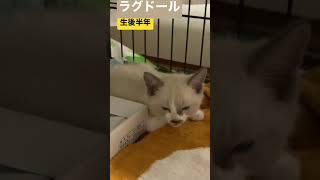 【子猫】 里親募集の保護猫と貴重な初対面映像　ラグドール♂