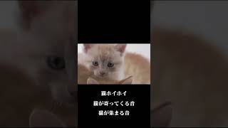 猫が寄ってくる音 猫が集まる音　猫ホイホイ