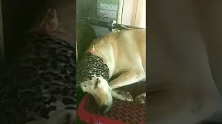 its too cool#shorts #trending #chandri #dog #ytshorts #viral