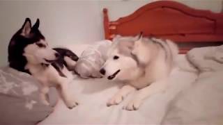 Husky Argument