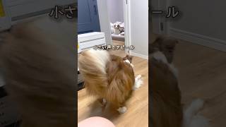 弟犬に構ってもらいたいお姉ちゃん犬が可愛い😂❤️【ボーダーコリー・オーストラリアンシェパード】 #shorts