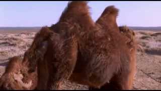 The Story of the Weeping Camel